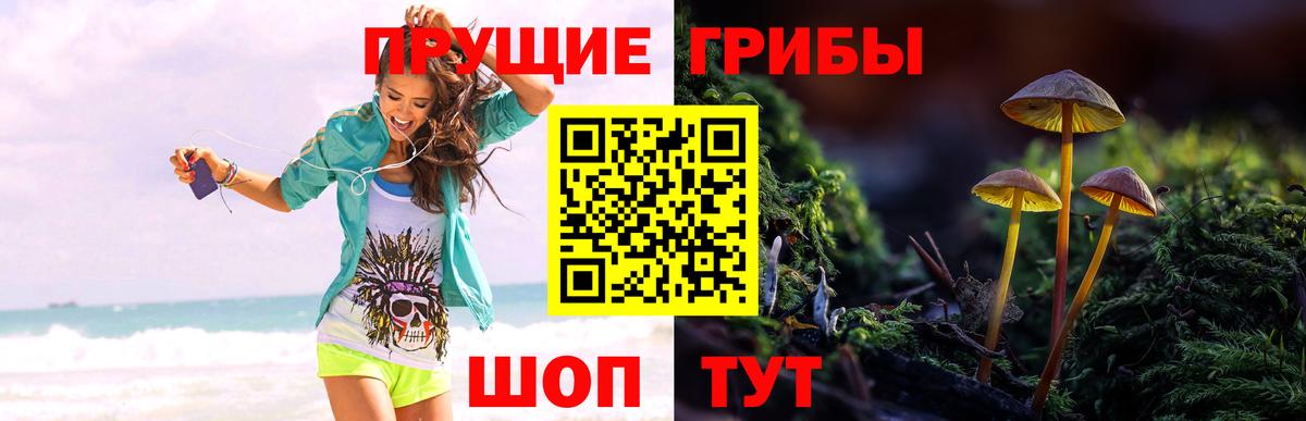 Псилоцибиновые грибы GOLDEN TEACHER Долгопрудный
