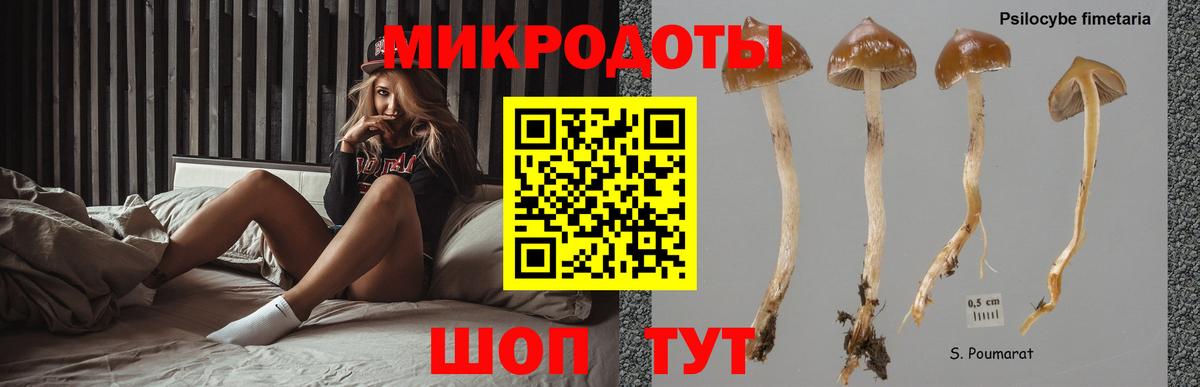 Галлюциногенные грибы Psilocybe  Долгопрудный 